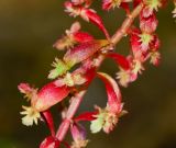 Rumex bucephalophorus. Часть соцветия с завязавшимися плодами. Израиль, Шарон, г. Тель-Авив, ботанический сад университета. 30.04.2015.