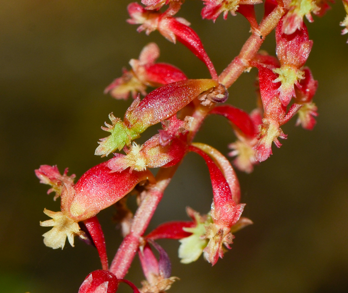 Image of Rumex bucephalophorus specimen.