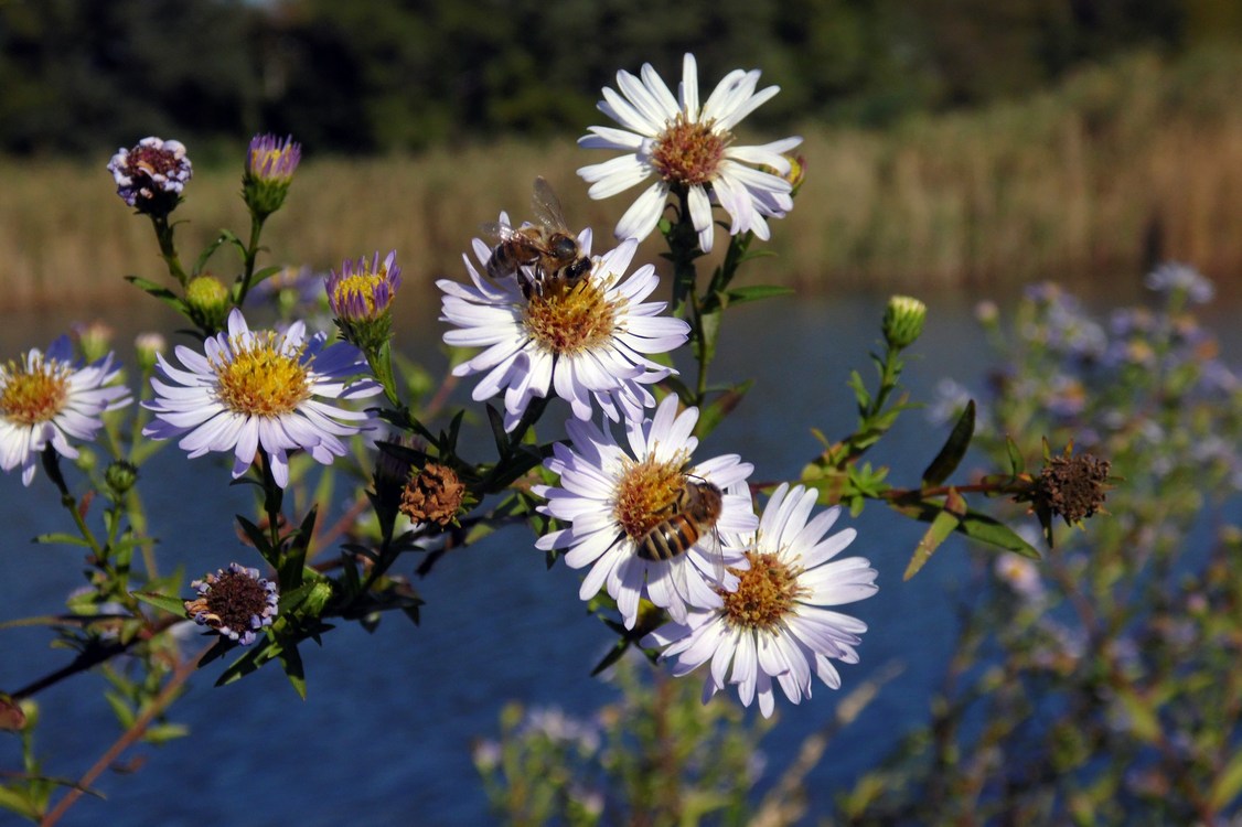 Изображение особи Symphyotrichum &times; versicolor.