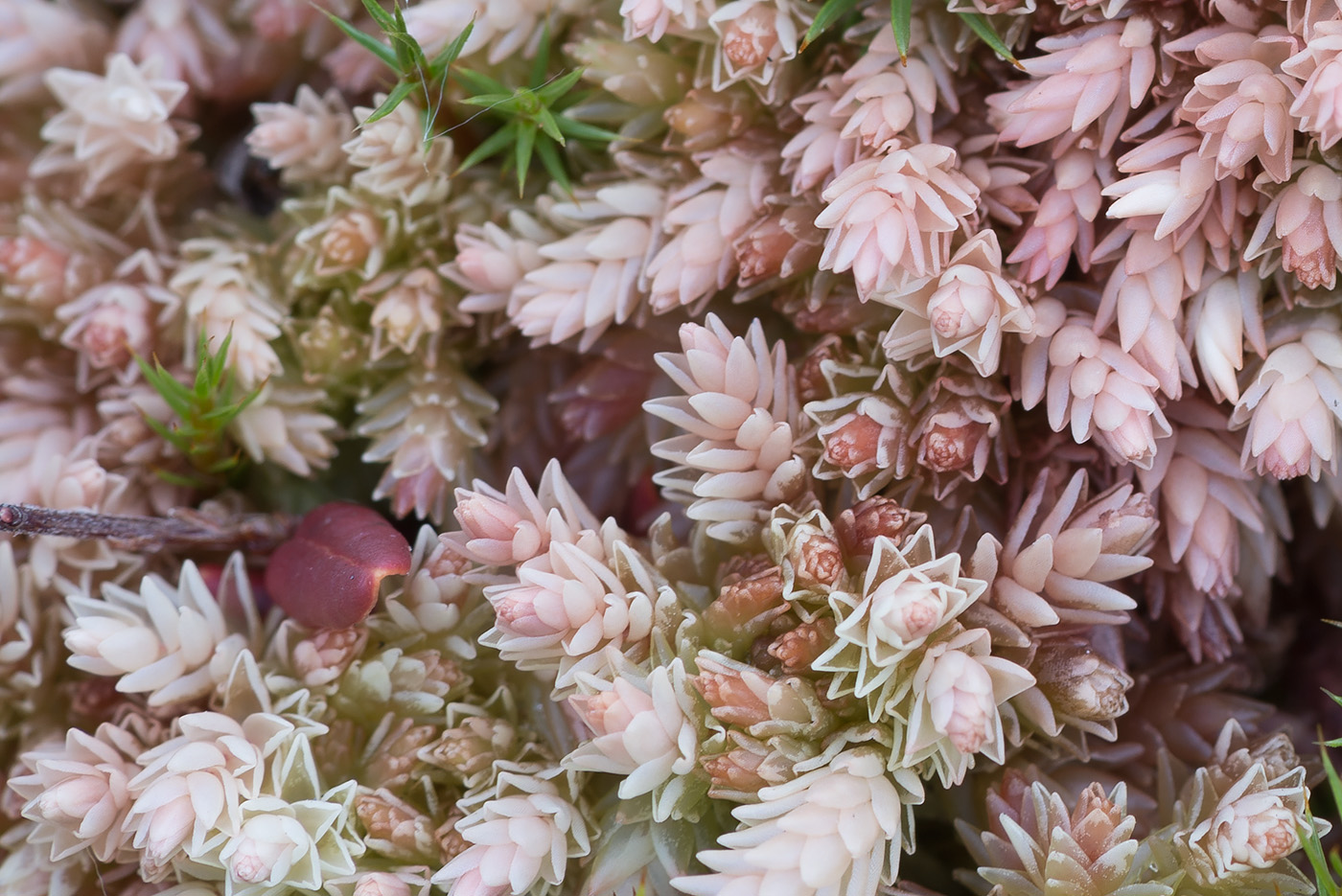 Image of Sphagnum divinum specimen.