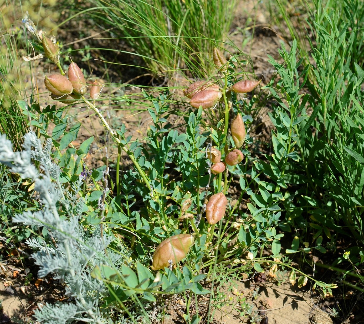 Image of Astragalus physocarpus specimen.