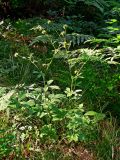 Geum aleppicum