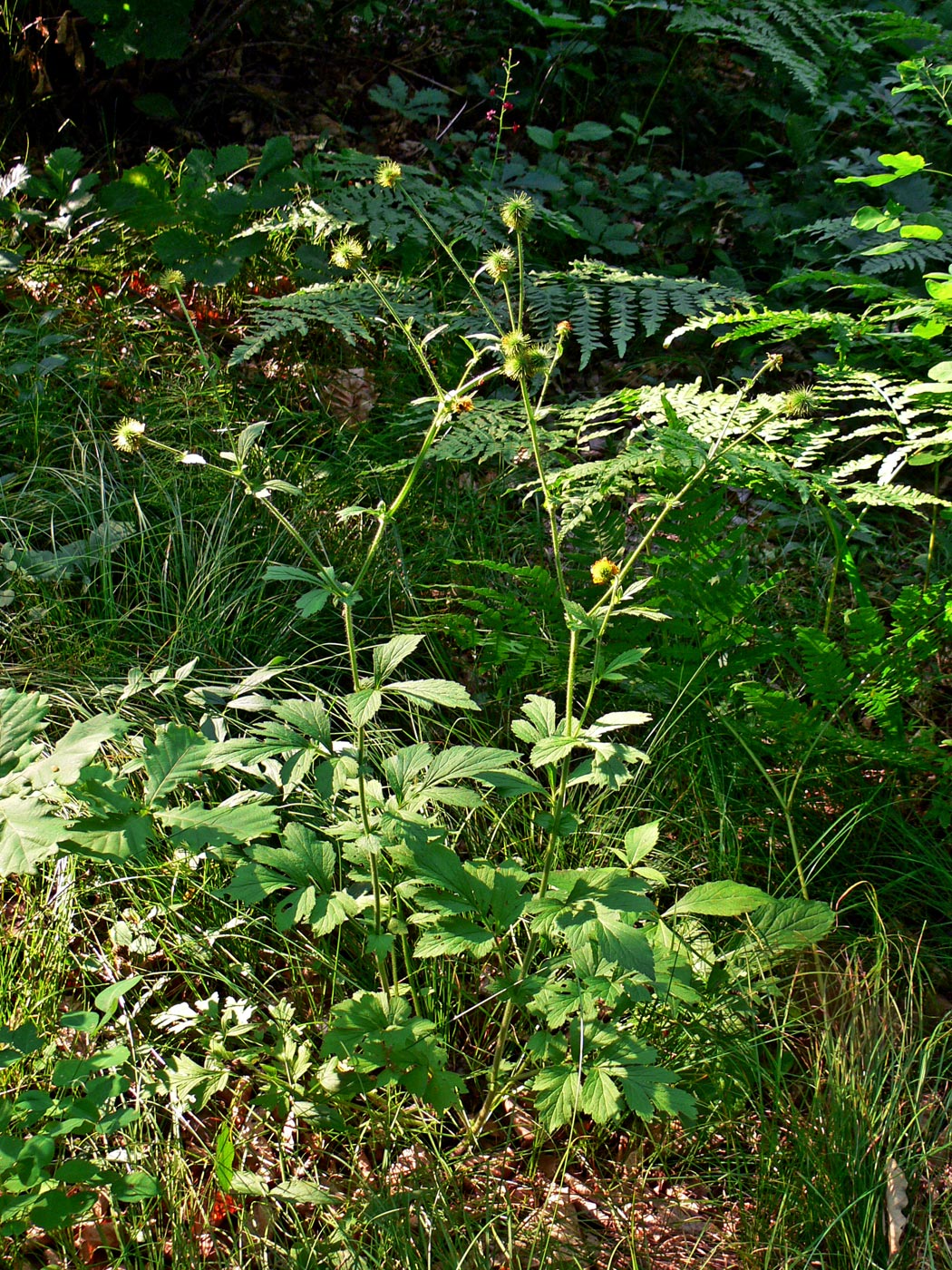 Изображение особи Geum aleppicum.