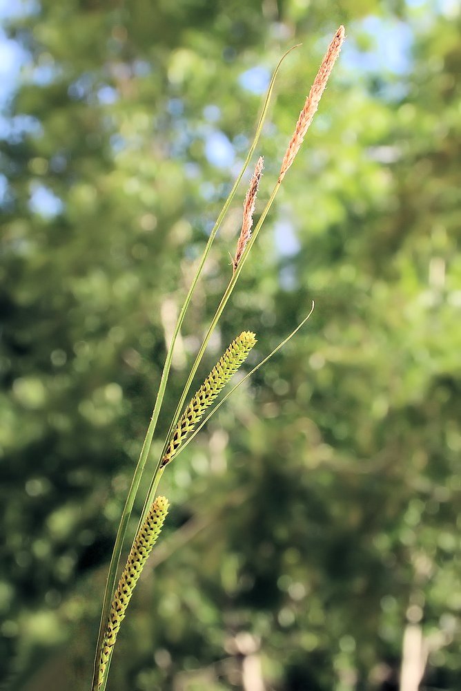Image of Carex appendiculata specimen.