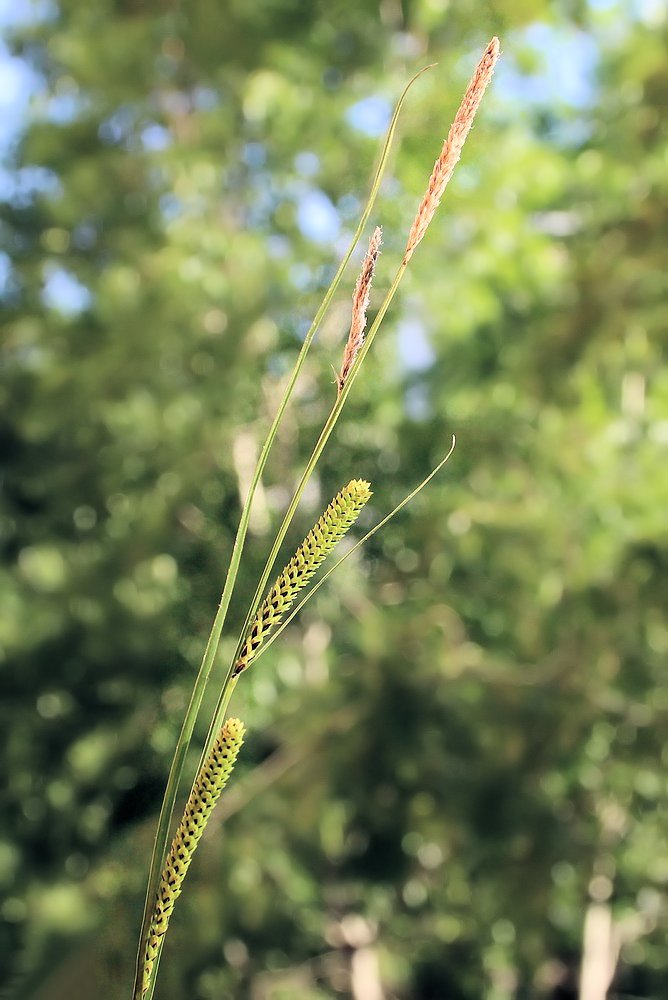 Изображение особи Carex appendiculata.