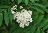 Sorbus aucuparia. Соцветие и основания листьев. Северная Осетия, Ирафский р-н, долина р. Танадон, ≈ 1800 м н.у.м., каменистый берег реки. 06.07.2016.