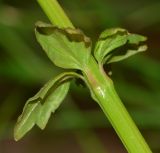 Russelia equisetiformis
