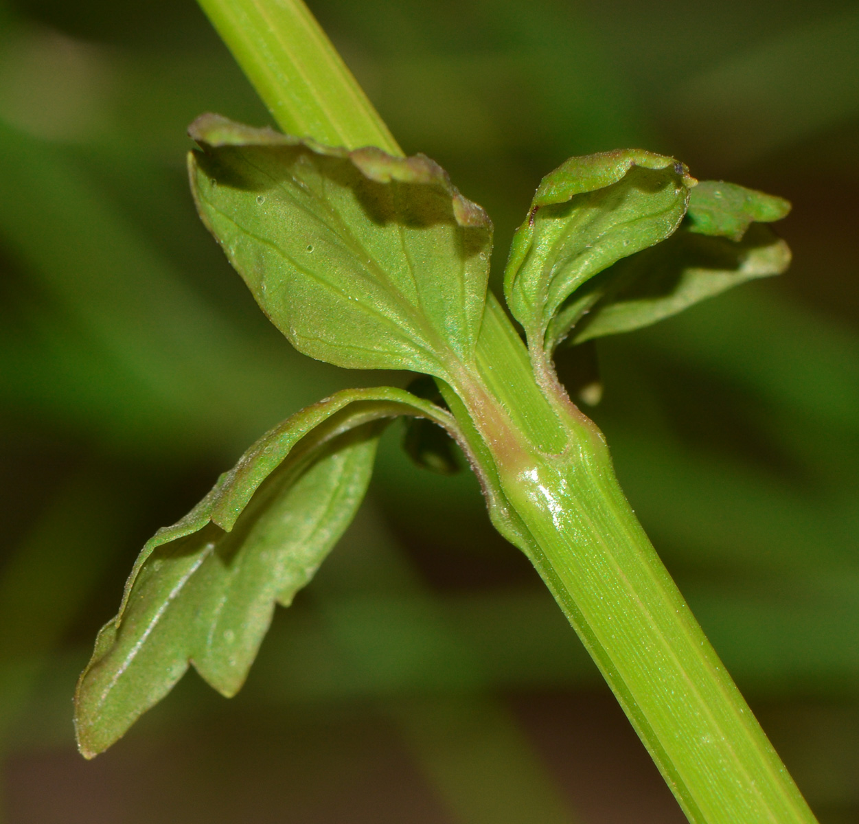 Image of Russelia equisetiformis specimen.