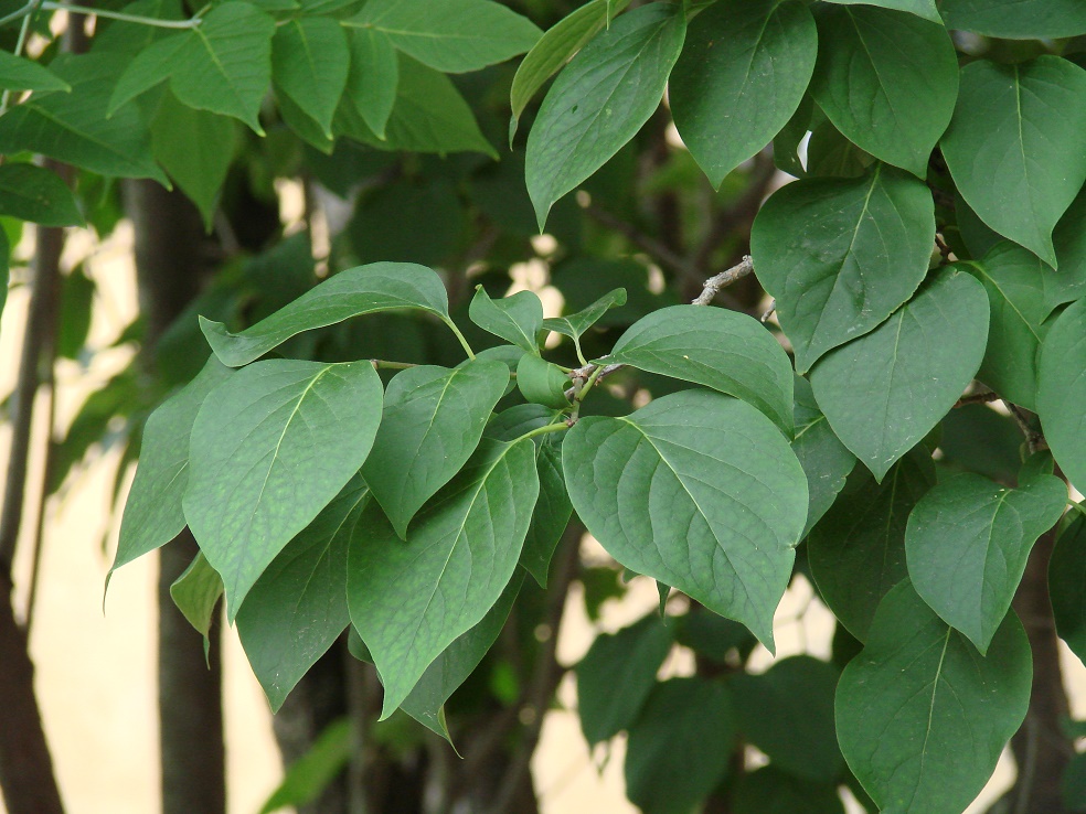 Image of Syringa amurensis specimen.