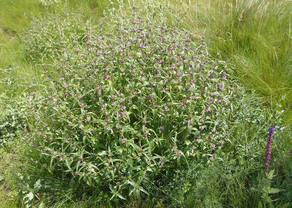 Image of Phlomis pungens specimen.