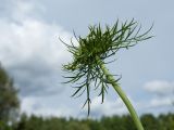 Daucus sativus