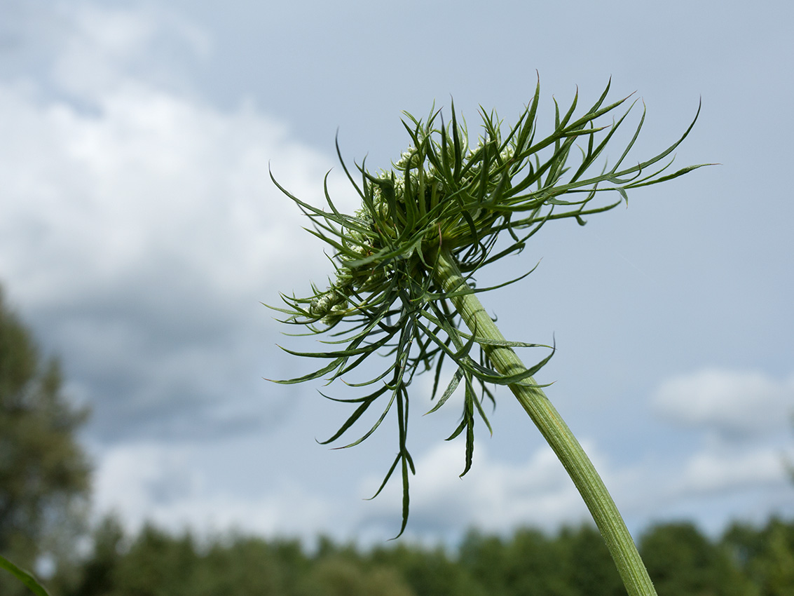 Изображение особи Daucus sativus.