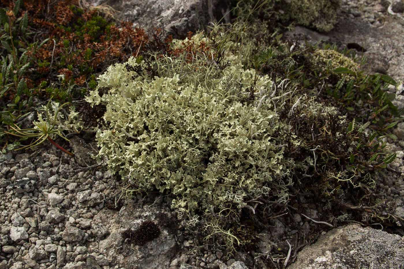 Image of Flavocetraria nivalis specimen.