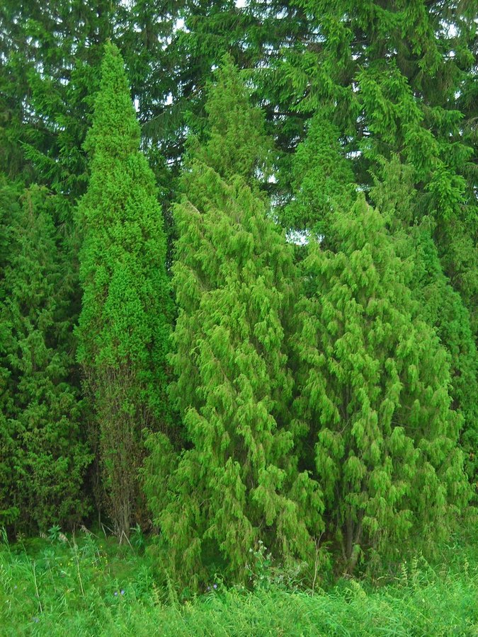 Изображение особи Juniperus communis.