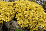 Vulpicida tilesii. Часть таллома. Полярный Урал, долина ручья Кершор, кустарничковая тундра. Август.