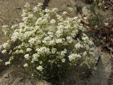 Draba ussuriensis. Цветущее растение на скале. Магаданская обл., окр. Магадана, бухта Нагаева. 16.06.2016.