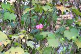 Hibiscus mutabilis