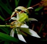 Ornithogalum woronowii