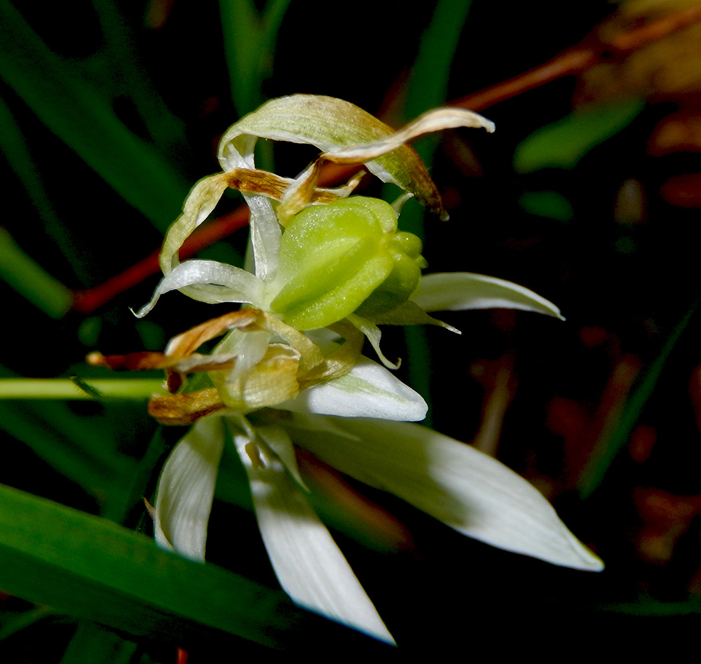 Изображение особи Ornithogalum woronowii.