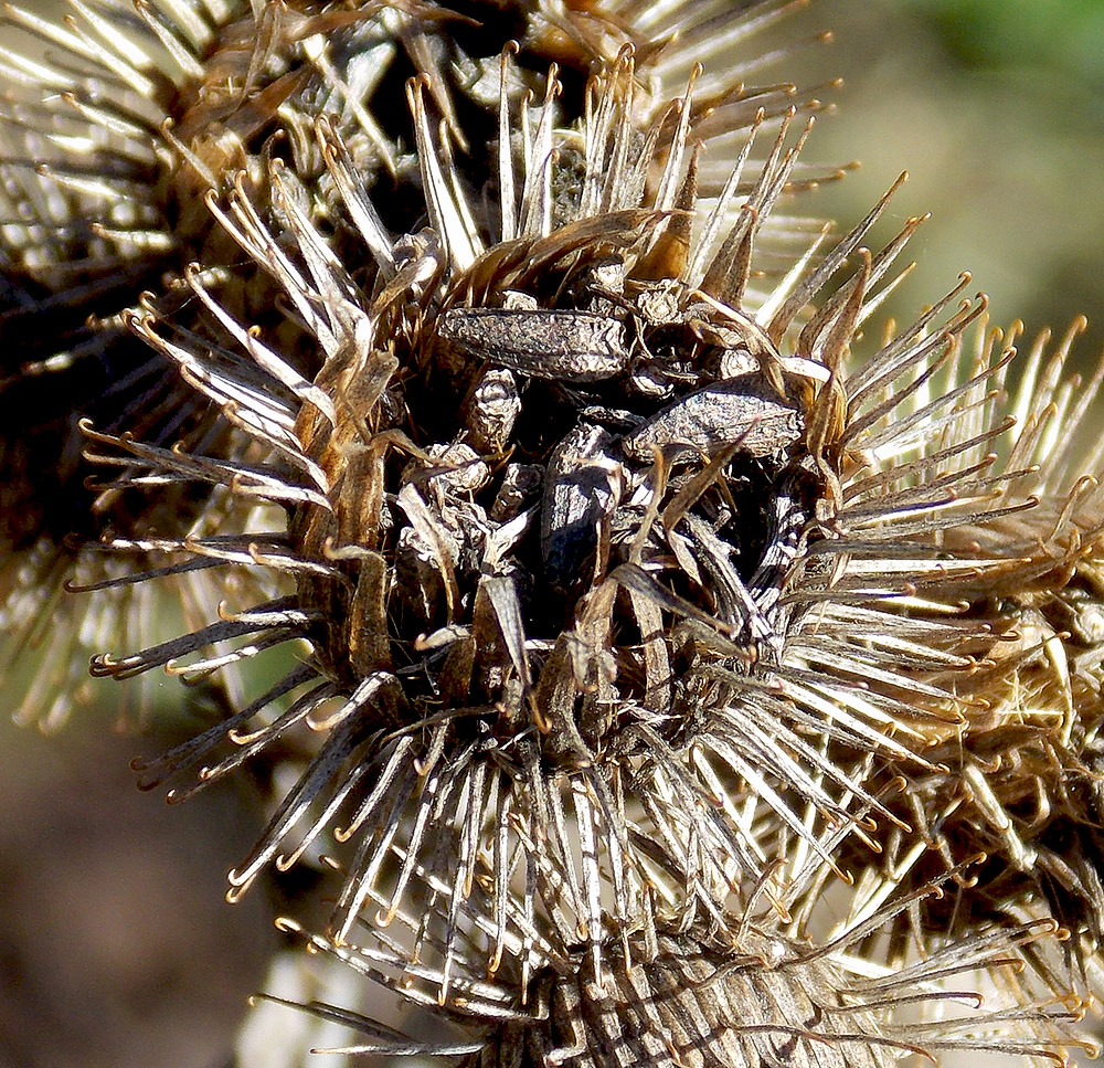 Изображение особи Arctium lappa.