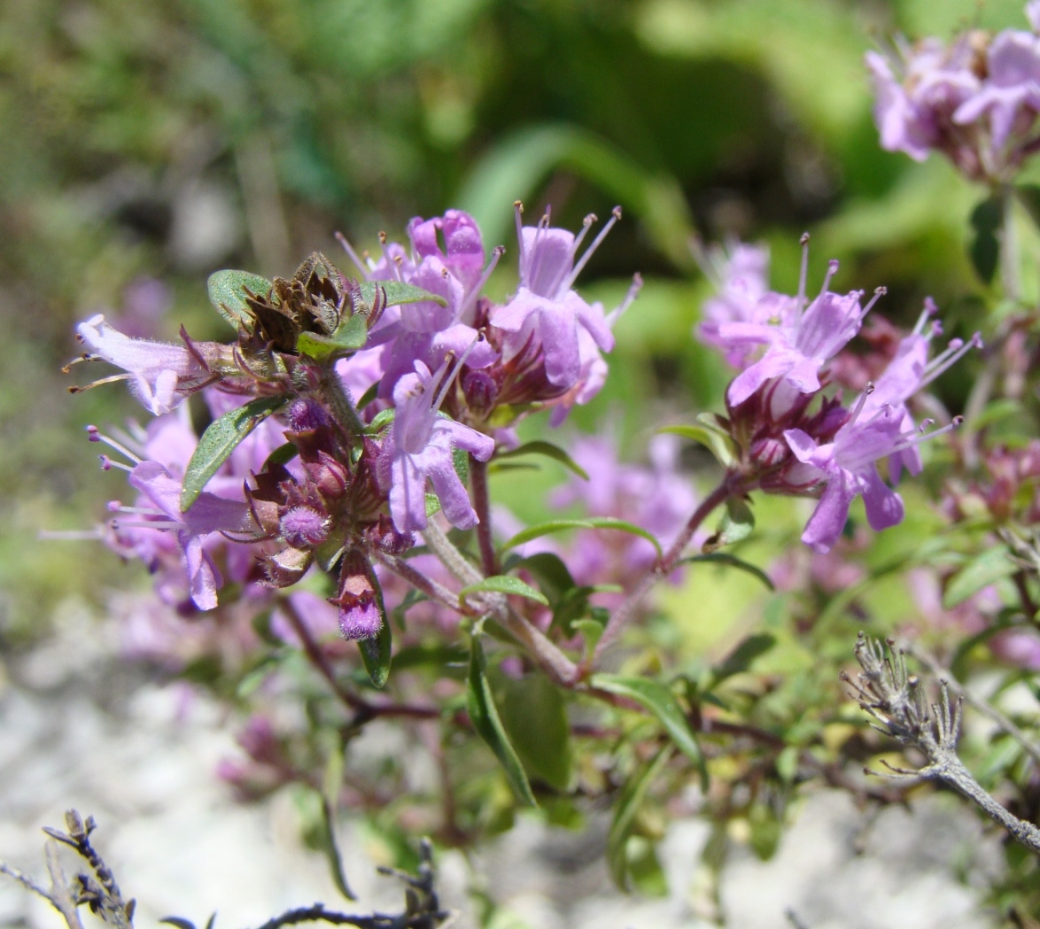 Изображение особи Thymus dubjanskyi.