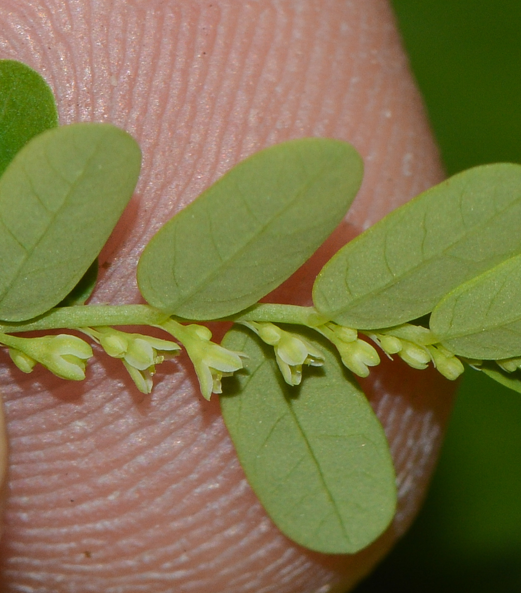 Image of Phyllanthus amarus specimen.