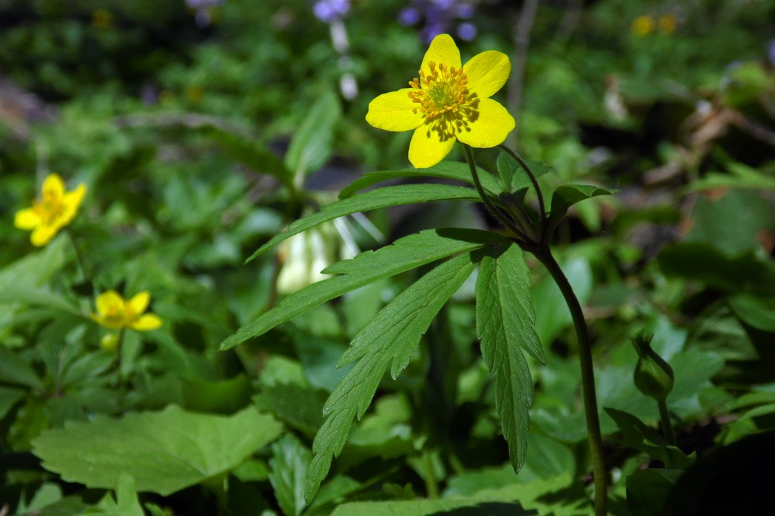 Изображение особи Anemone ranunculoides.