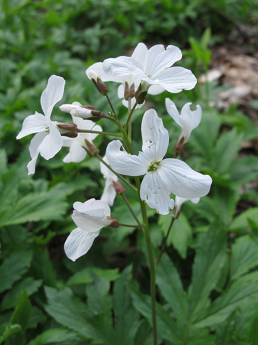 Image of Cardamine quinquefolia specimen.