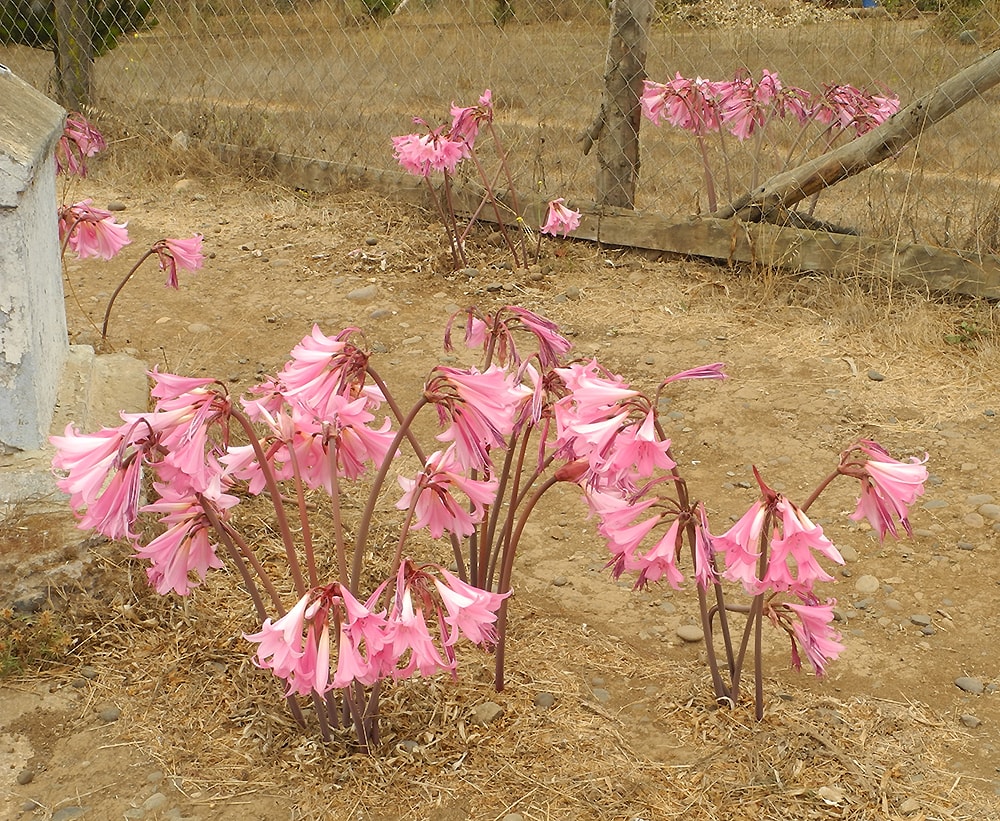 Image of Amaryllis belladonna specimen.