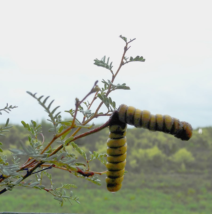 Изображение особи Prosopis strombulifera.