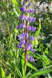 Lupinus × regalis. Часть побега с соцветием. Московская обл., окр. г. Чехов, дачный участок. 08.07.2008.