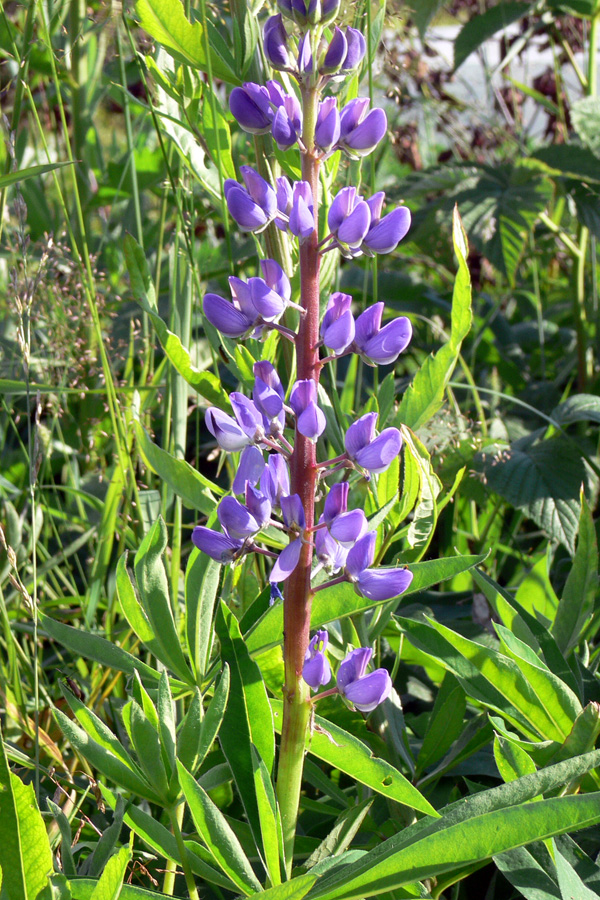 Изображение особи Lupinus &times; regalis.