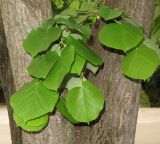 Tilia tomentosa