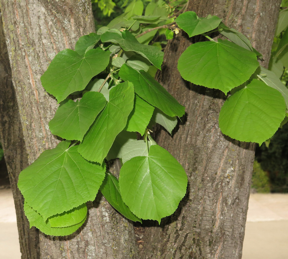 Изображение особи Tilia tomentosa.