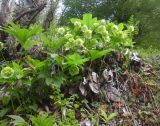 Helleborus caucasicus