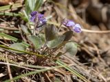 Viola rupestris. Цветущее растение. Псковская обл., Себежский р-н, окр. дер. Козлово и дер. Мостище, нарушенный склон у шоссе на опушке сухого кустарничково-зеленомошного сосняка на песке. 06.05.2017.