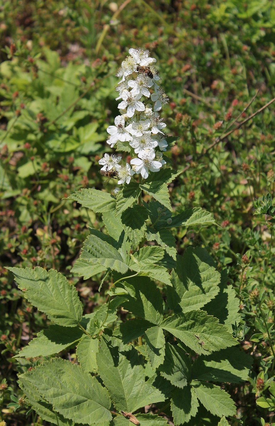 Изображение особи Rubus canescens.