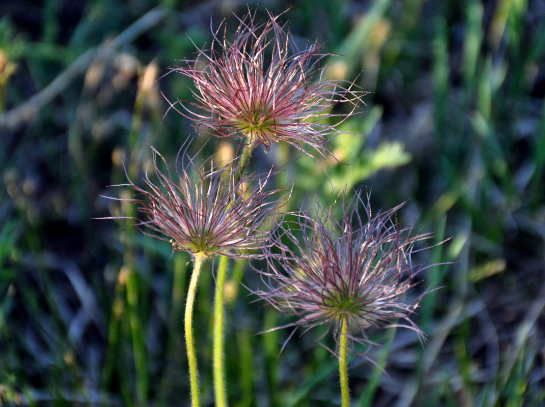 Image of Pulsatilla orientali-sibirica specimen.