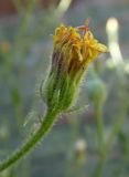 Crepis rhoeadifolia