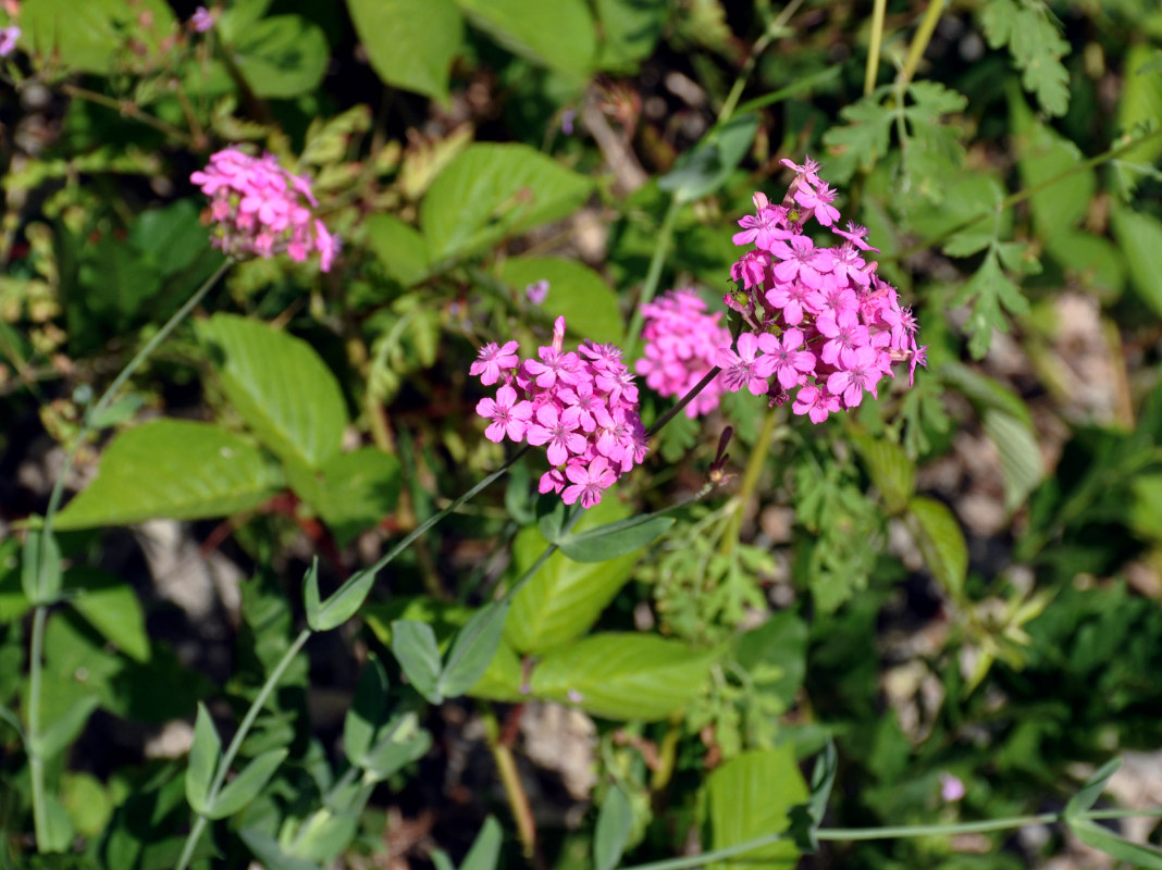 Изображение особи Silene compacta.