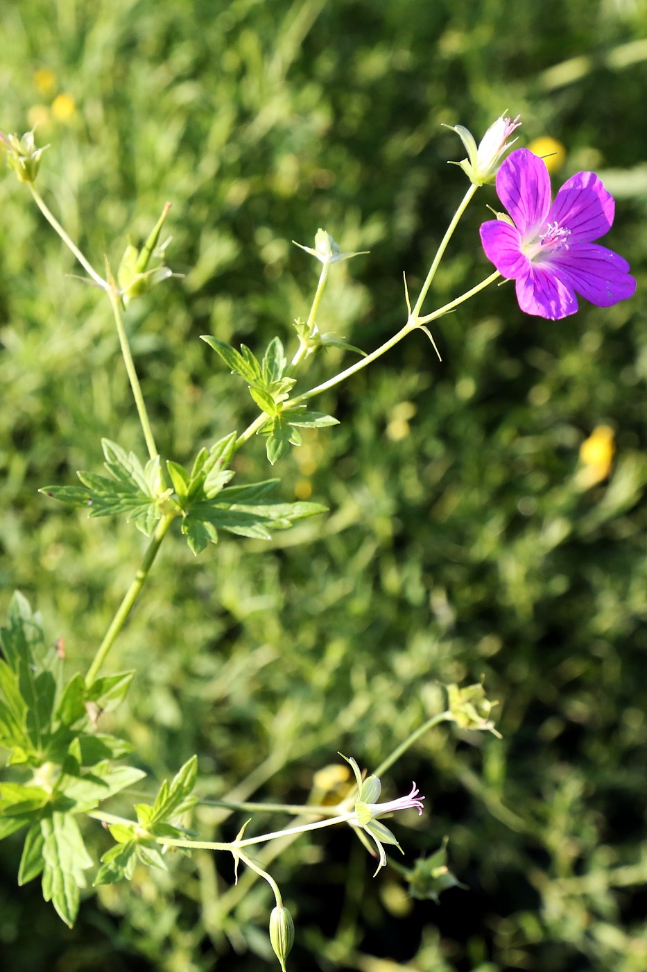 Изображение особи Geranium palustre.