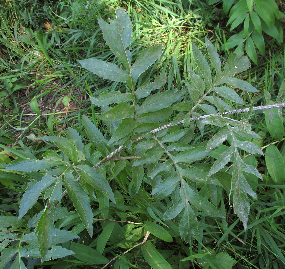 Image of Serratula coronata specimen.