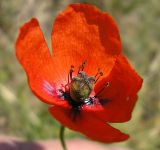 genus Papaver