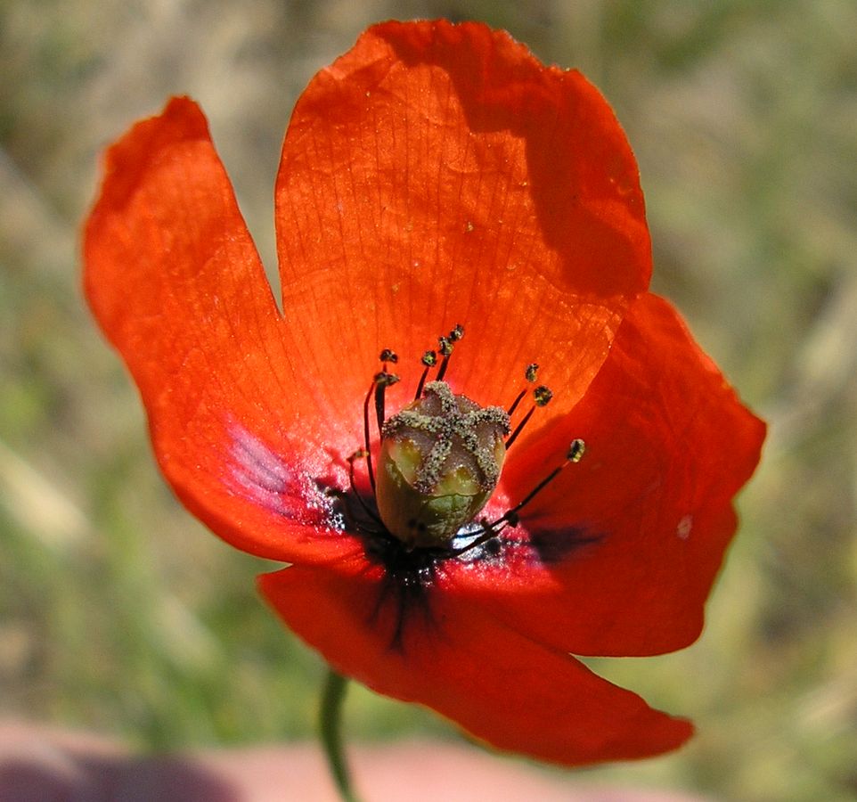 Image of genus Papaver specimen.