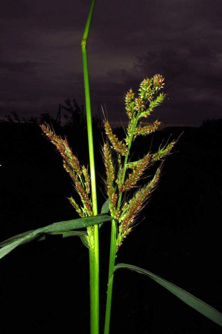 Изображение особи Echinochloa occidentalis.