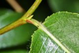 Salix pseudopentandra