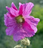 Alcea rosea