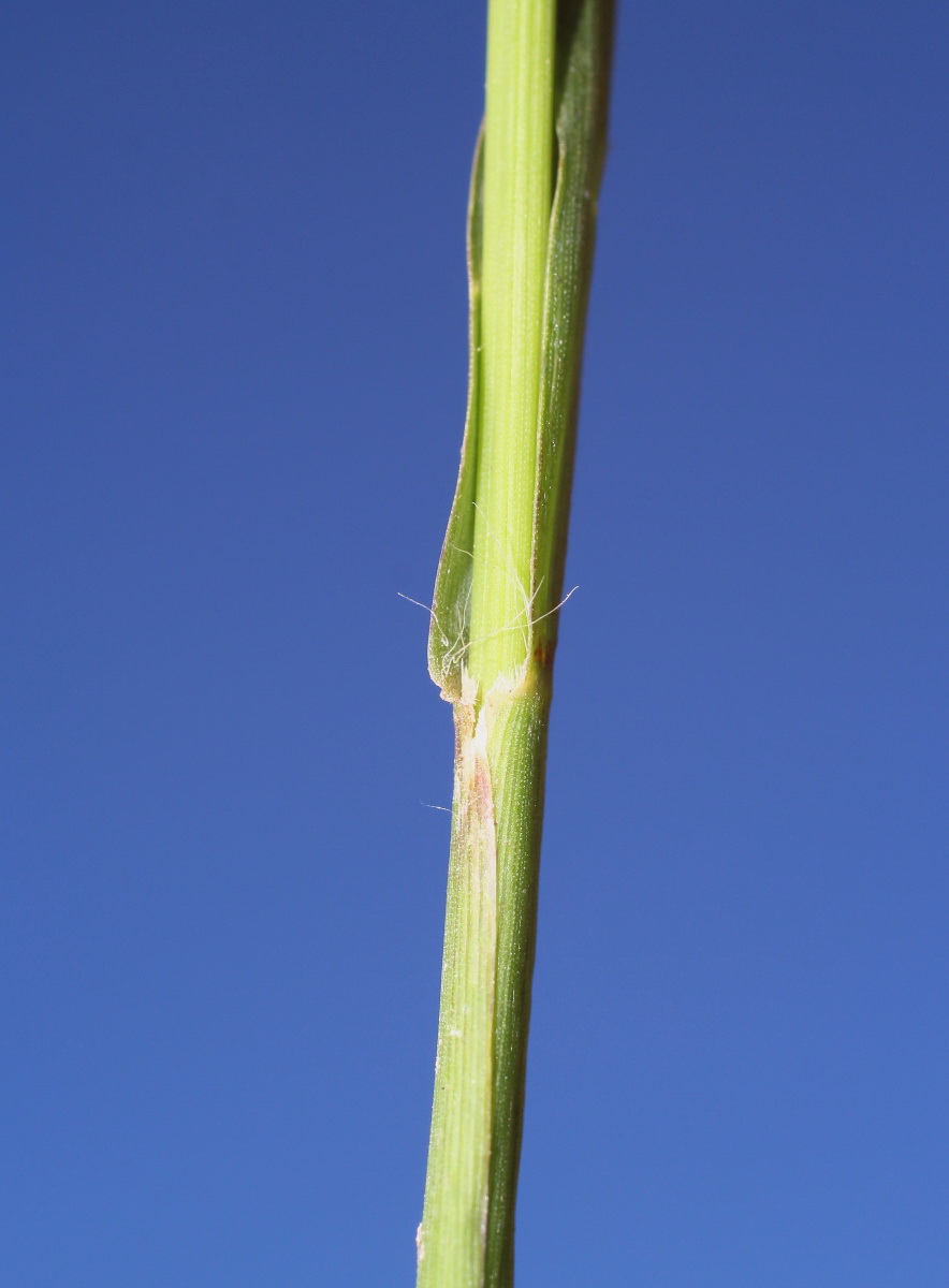 Image of Setaria pumila specimen.