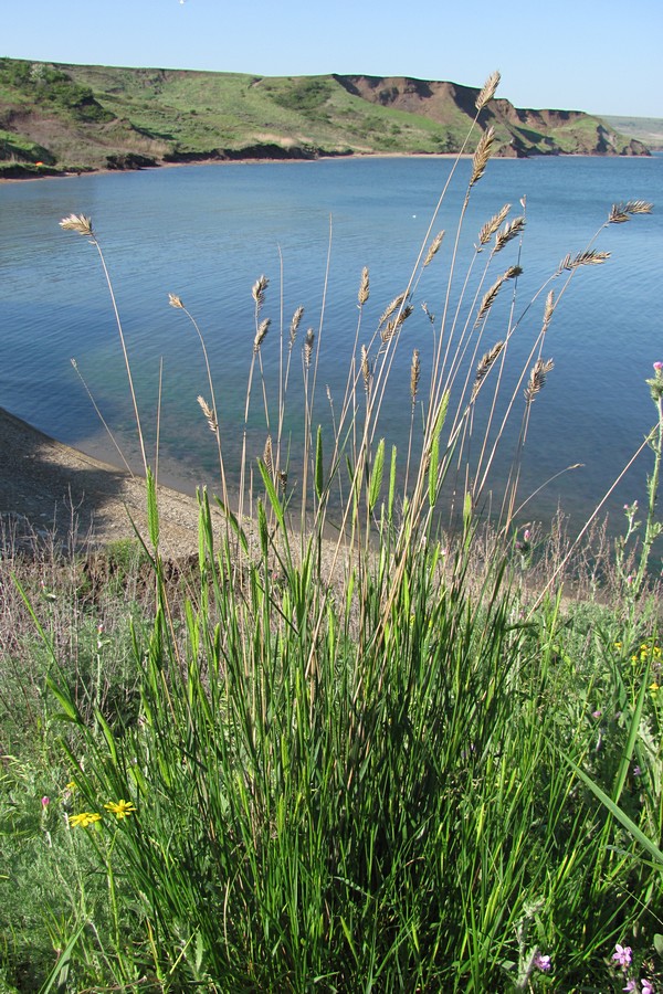 Изображение особи Agropyron cimmericum.