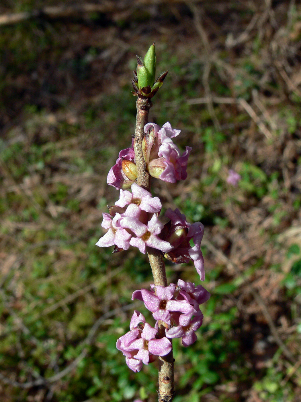 Изображение особи Daphne mezereum.